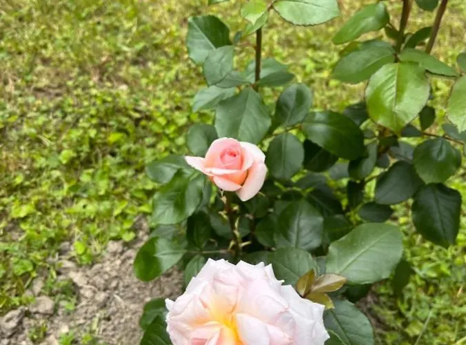 빌라 Giorgia 보르고 발 디 타로